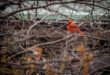 Erkek Kuzey Kardinal kuşu Central Park'ta - New York, ABD