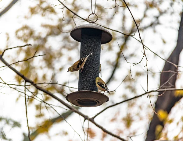 Птахів Центральному Парку Нью Йорк Сша — стокове фото