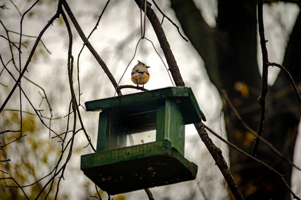 Bird at Central Park - New York, USA