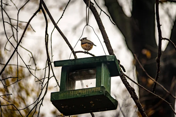 Bird at Central Park - New York, USA