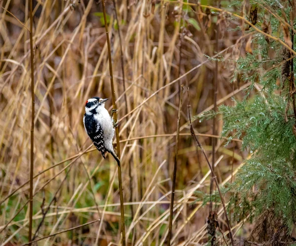 Мілдью Дятел Птах Центральному Парку Нью Йорк Сша — стокове фото