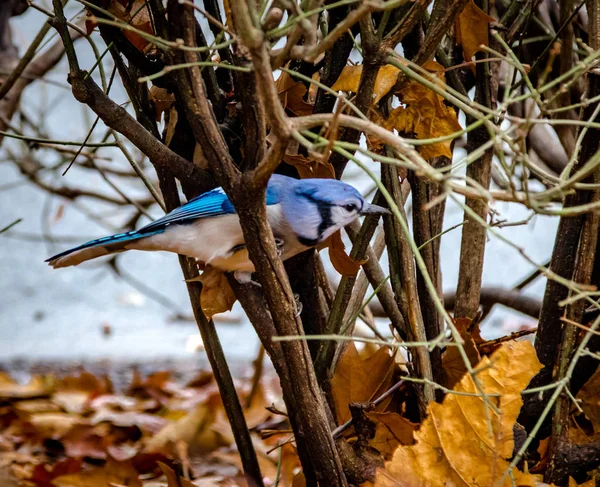 Ptak Blue Jay Central Park Nowy Jork Usa — Zdjęcie stockowe