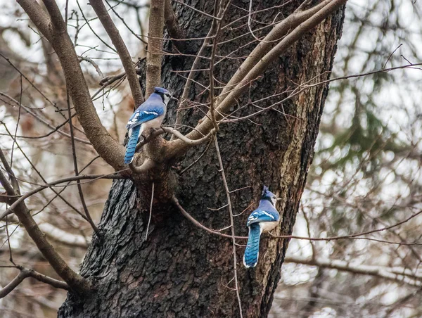 Пара Птахів Блакитна Сойка Центральному Парку Нью Йорк Сша — стокове фото