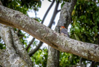 Küçük kırmızı tepeli ağaçkakan kuşu (Melanerpes rubricapillus) bir ağaç - Cali, Colombia