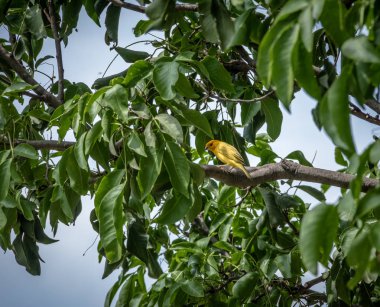 Küçük sarı kuş erkek turuncu önlü sarı ispinozgiller (Sicalis columbiana) bir ağaç - Cali, Colombia