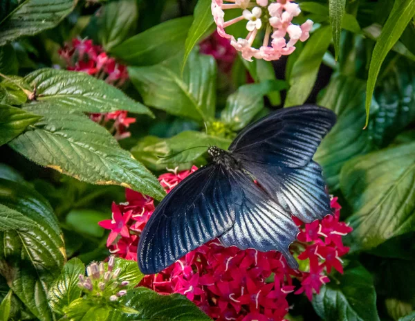 Pipevine Swallowtail Butterfly Flower — Stockfoto