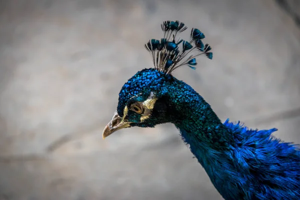 Pavão Cabeça Pássaro Pavo Cristatus — Fotografia de Stock