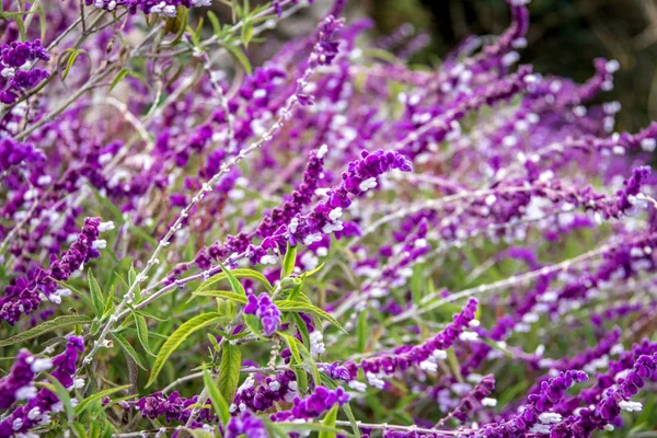 Salvia Blu Fiori Viola — Foto Stock