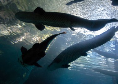 Büyük bir yayın balığı ve tarpon balık sualtı alt-üst silüeti