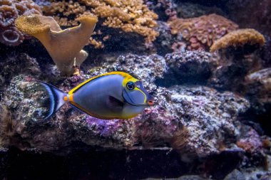 Tropikal balık Naso Tang (Naso lituratus)
