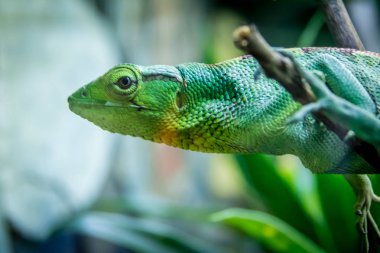 Yeşil kertenkele - Berthold's Bush Anole (Polychrus gutturosus)