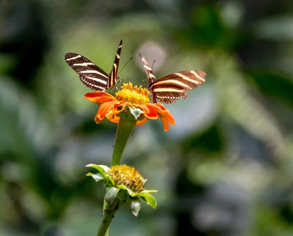 Paire Papillons Ailes Longues Zébrées Sur Une Fleur Orange — Photo
