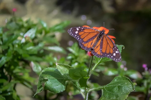 Monarca Farfalla Fiore Arancio — Foto Stock