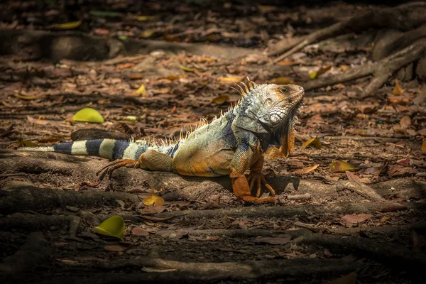 Iguana Laranja Andando Sobre Folhas — Fotografia de Stock