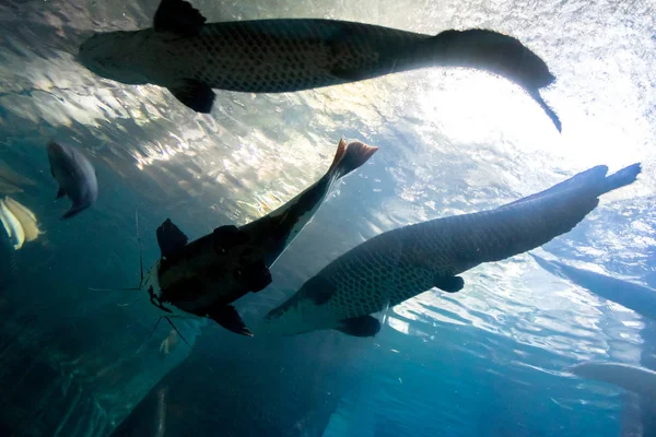 Underwater Bottom Top Silhouette Big Catfish Tarpon Fish — Stock Photo, Image