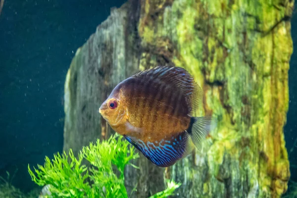 オレンジと青の円盤投げの魚 熱帯魚の一種 Aequifasciatus — ストック写真