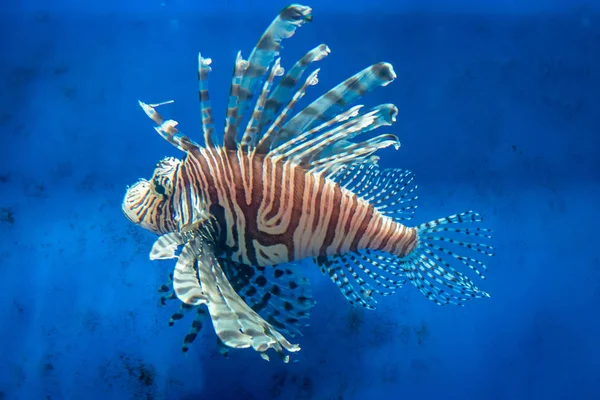Ikan Singa Dalam Air Biru Akuarium — Stok Foto