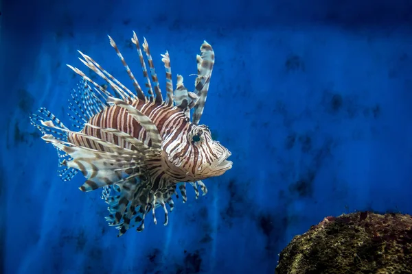 Singa Ikan Dan Batu — Stok Foto