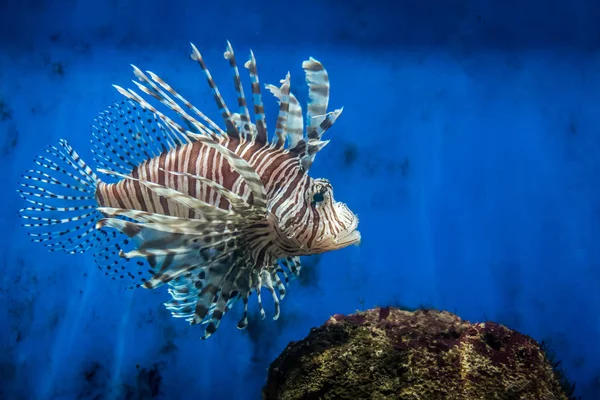 Pesce Leone Roccia — Foto Stock