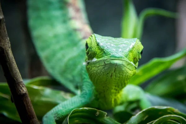 Lézard Vert Berthold Bush Anole Polychrus Gutturosus — Photo