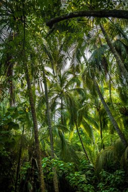 Palm Tree Forest - Tayrona Natural National Park, Colombia clipart