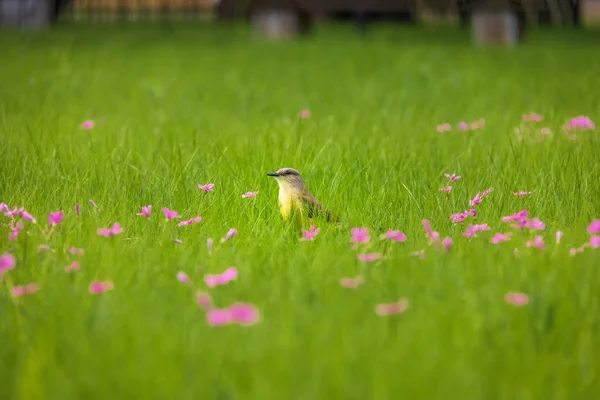 Cattletyrant Bird Machetornis Rixosa High Grass Green Field Pink Flowers — стокове фото