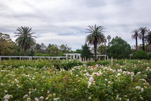 Rosedal Rose Park Στο Bosques Palermo Παλέρμο Μπουένος Άιρες Αργεντινή — Φωτογραφία Αρχείου