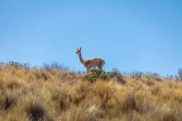 Vicunas Près Serrania Hornocal Colline Quatorze Couleurs Quebrada Humahuaca Humahuaca — Photo