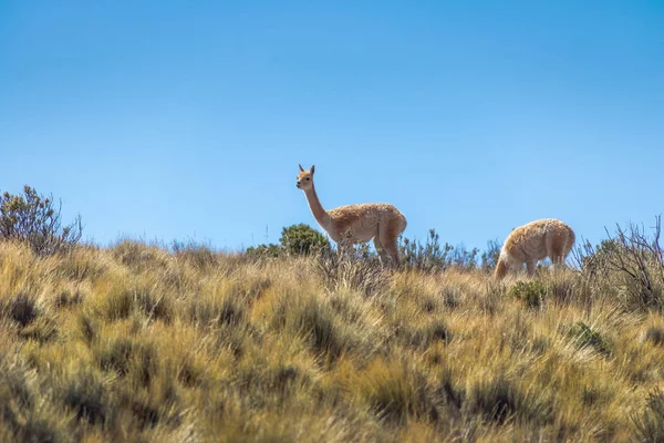 Vicunas 付近のマイリポタバ Hornocal ケブラーダ ウマワカ ウマワカ フフイ州 アルゼンチンの 色の丘 — ストック写真