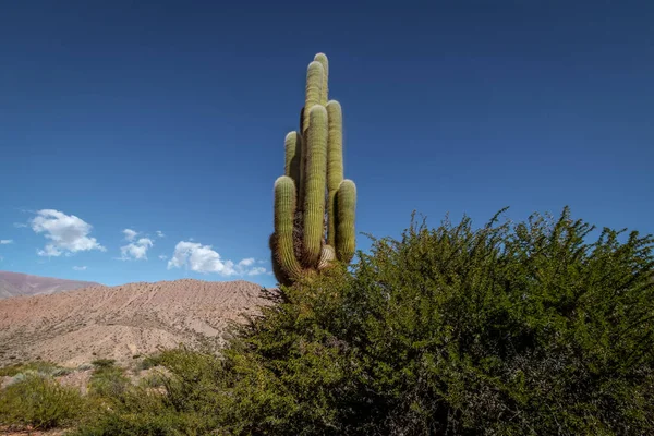 Quebrada Senorita Desertic Valley Uquia Village Quebrada Humahuaca Uquia Jujuy — Stockfoto