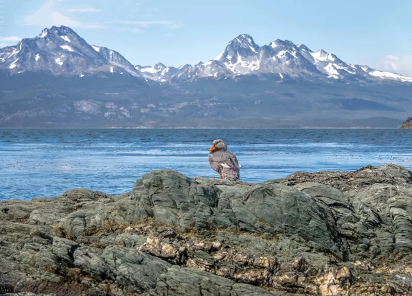 Nielot Tachyeres Góry Tierra Del Fuego Narodowy Park Patagonii Ushuaia — Zdjęcie stockowe