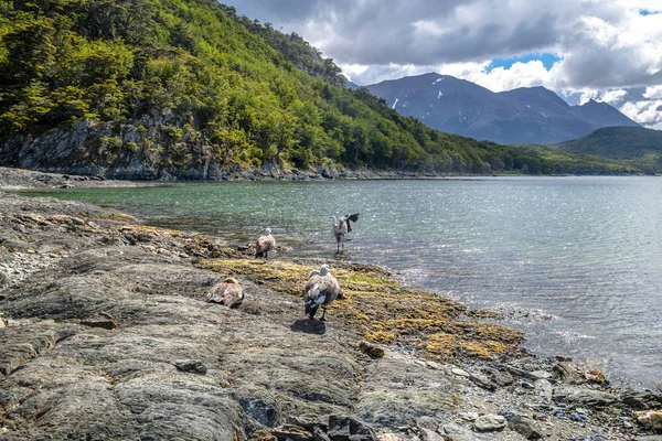 Vogels Het Nationaal Park Tierra Del Fuego Patagonië Ushuaia Tierra — Stockfoto