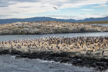 Karabatak (deniz kuşları) Adası - Beagle Kanalı, Ushuaia, Arjantin