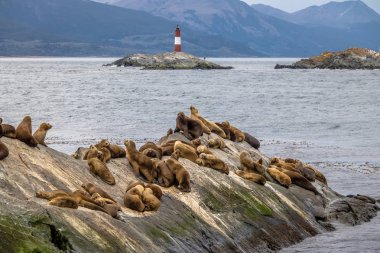 Sea Lions island and lighthouse - Beagle Channel, Ushuaia, Argentina