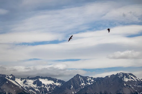 Aves Chilenas Skua Volando Sobre Montañas Canal Beagle Ush — Foto de Stock