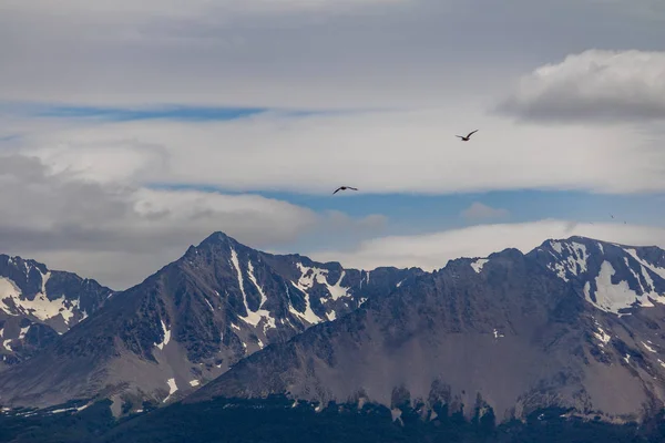 Chilenische Skua Vögel Fliegen Beagle Kanal Über Berge Ush — Stockfoto