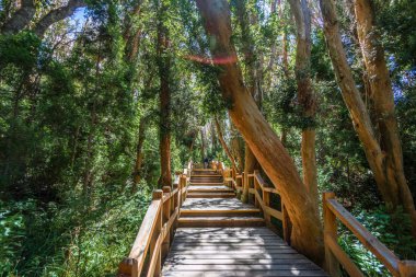 Sahil yolu, Arrayanes Milli Parkı - Villa La Angostura, Patagonia, Arjantin