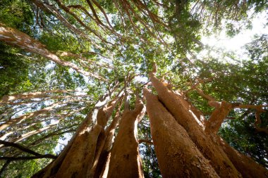 Arrayanes ağaçlar (Şili Myrtle) Arrayanes Milli Parkı - Villa La Angostura, Patagonia, Arjantin, turuncu gövde ile