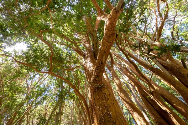 Arrayanes Árvores Murta Chilena Com Tronco Laranja Parque Nacional Arrayanes — Fotografia de Stock