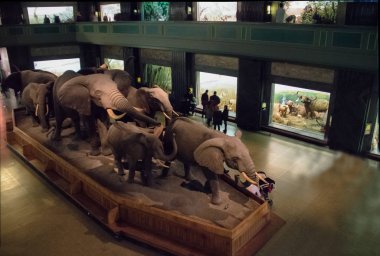 New York, ABD - 05 Aralık 2016: Af Hall, fil modelleri