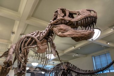 New York, ABD - 05 Aralık 2016: Dinossaur Fossile modeline th