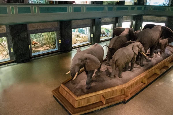 Nueva York Diciembre 2016 Modelos Elefantes Salón — Foto de Stock