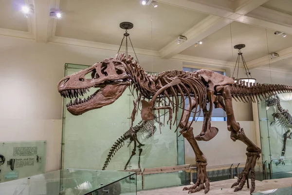 Nowy Jork Usa Grudnia 2016 Dinossaur Fossile Modelu — Zdjęcie stockowe