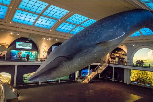 Nowy Jork Usa Grudnia 2016 Płetwal Błękitny Ocean Hall — Zdjęcie stockowe