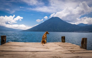Ahşap bir iskele San ile Lake Atitlan ufka isteyen köpek
