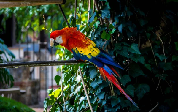 Renkli Kırmızı Amerika Papağanı Antigua Guatemala — Stok fotoğraf