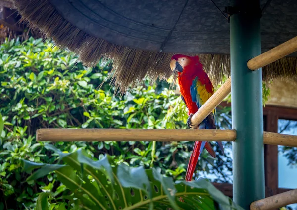 Arara Escarlate Colorida Antígua Guatemala — Fotografia de Stock