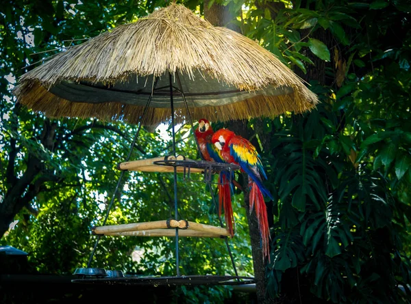 Pair Colorful Scarlet Macaws — Stok fotoğraf