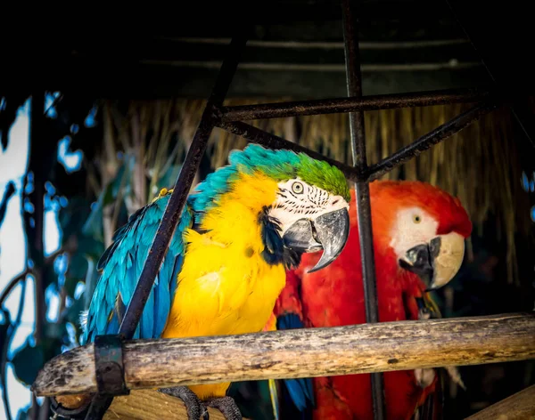 Çift Işletim Sistemi Kırmızı Mavi Sarı Amerika Papağanı — Stok fotoğraf