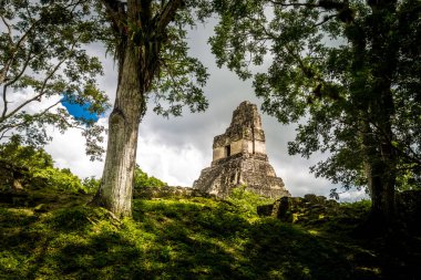 Top of mayan Temple I (Gran Jaguar) at Tikal National Park -Guat